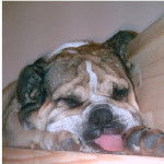 bOULEDOGUE aNGLAIS mAX aRTHUR - Mastiff