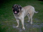rox mastiff de 5 ans - Mastiff (5 ans)