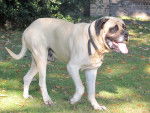 Un Mastiff marche dans le jardin