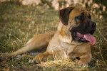 Photo Mastiff