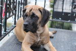 Photo Mastiff