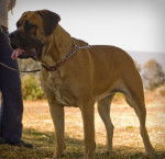 Photo Mastiff