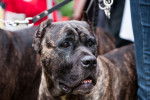 Photo Mastiff