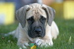 Photo Mastiff