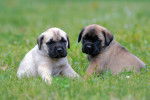 Photo Mastiff