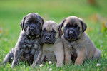 Photo Mastiff