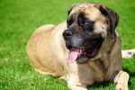 Photo Mastiff