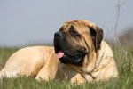 Photo Mastiff