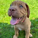 Un chiot Mastiff assis sur un terrain herbeux et tirant la langue 