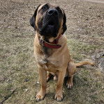 Un Mastiff assis sur un terrain herbeux et portant un collier autour du cou