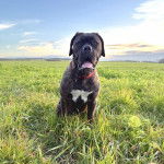 Un Mastiff assis sur un terrain herbeux et portant un collier autour du cou