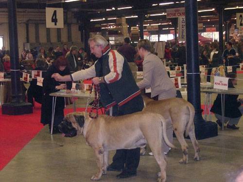 Mastiff - Mastiff