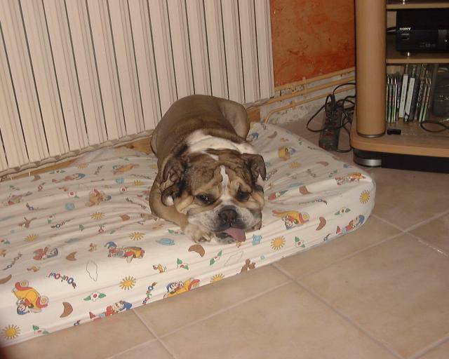 bouledogue anglais Max Arthur - Mastiff