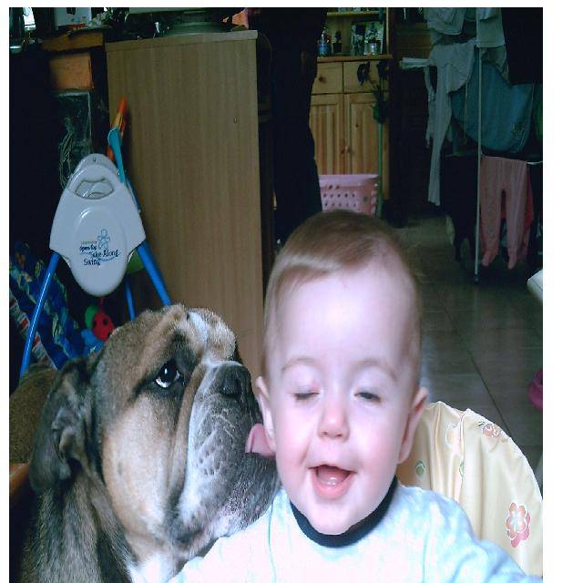 BOULEDOGUE ANGLAIS MAX ARTHUR - Mastiff