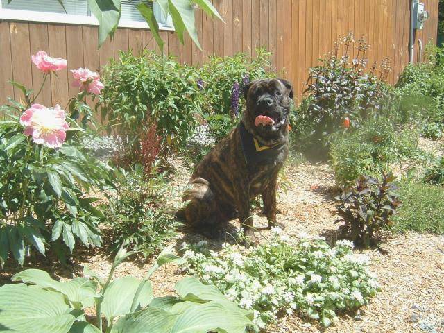 Bumastiff Fred - Mastiff