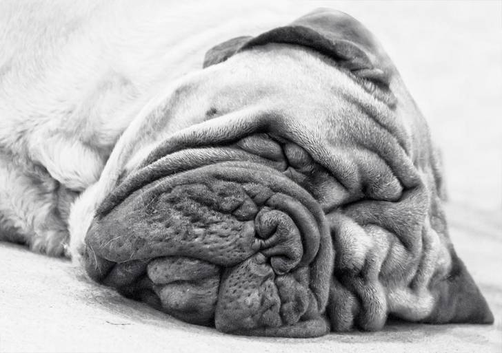 Photo Mastiff
