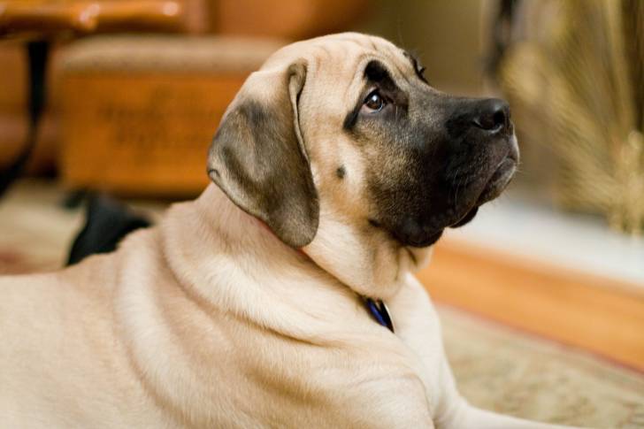 Photo Mastiff