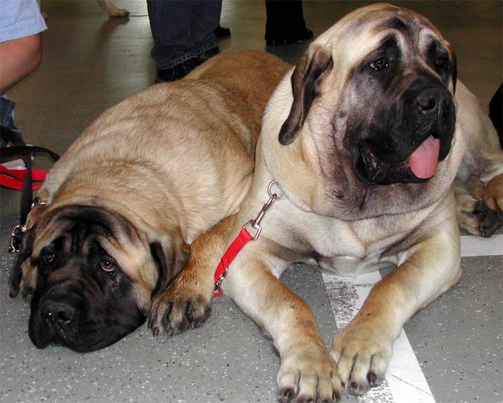 Photo Mastiff