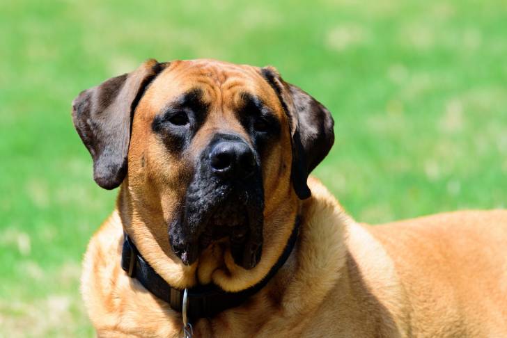 Photo Mastiff