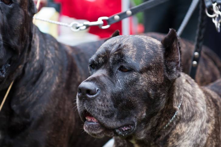 Photo Mastiff