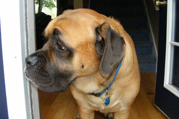 Photo Mastiff