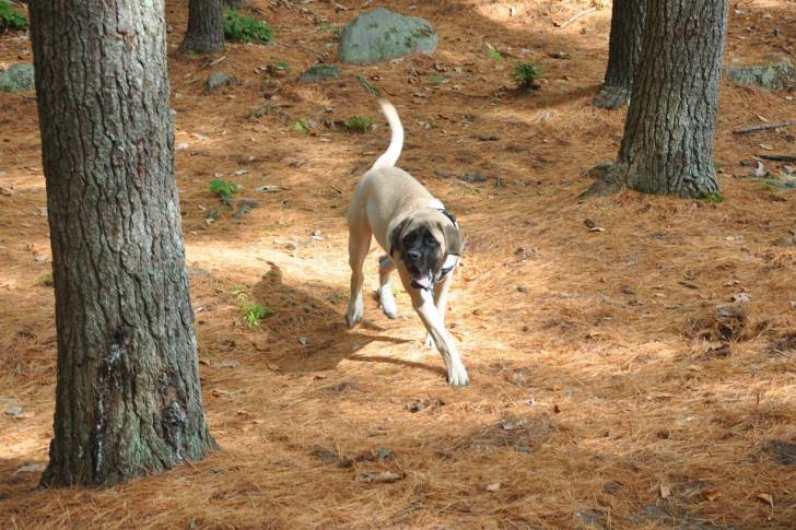 Photo Mastiff
