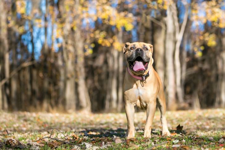Photo Mastiff