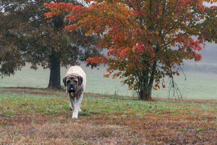 Photo Mastiff