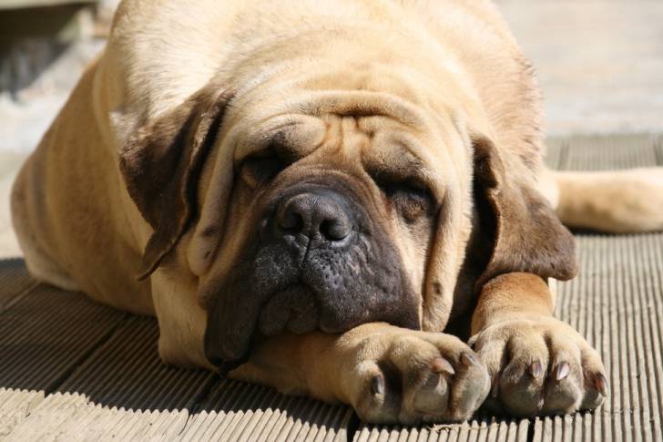 Un Mastiff dort sur un sol en bois