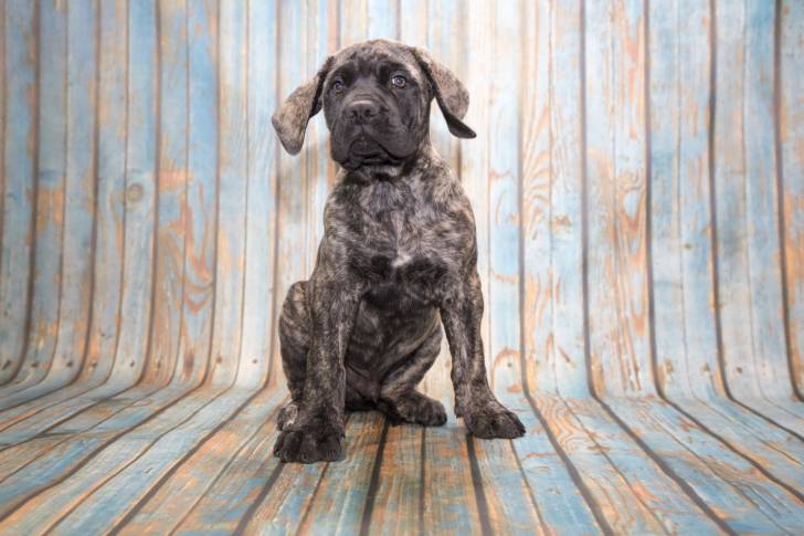 Photo Mastiff