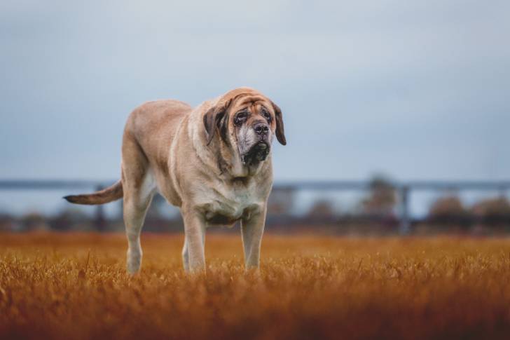 Photo Mastiff