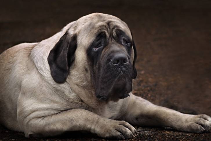 Photo Mastiff
