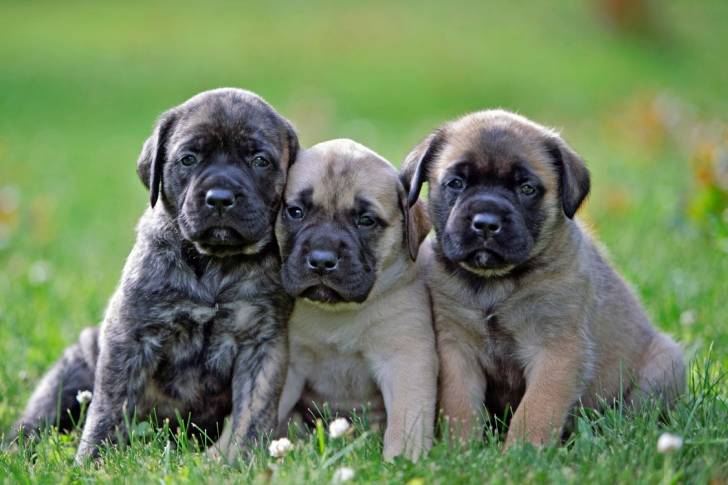 Photo Mastiff