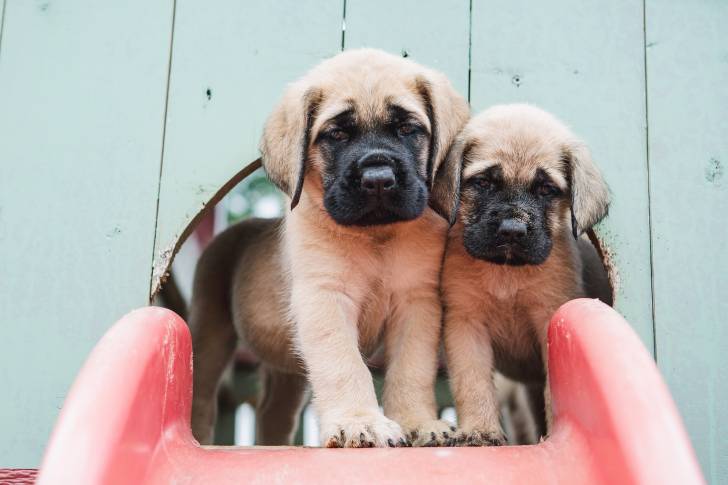 Photo Mastiff