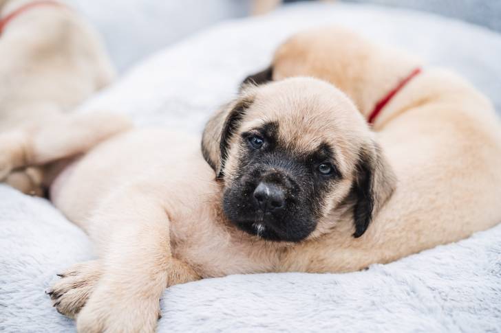 Photo Mastiff