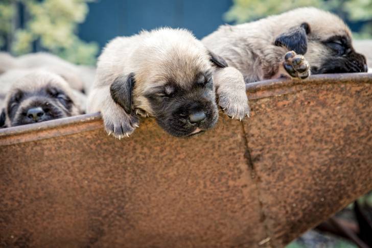 Photo Mastiff
