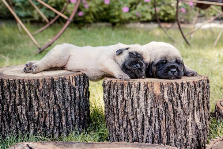 Photo Mastiff