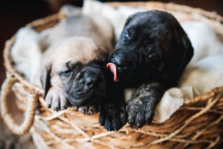Photo Mastiff