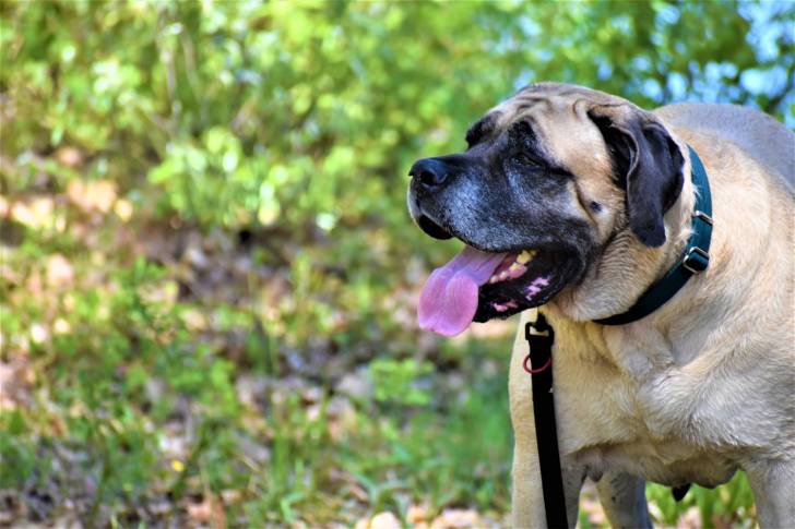 Photo Mastiff