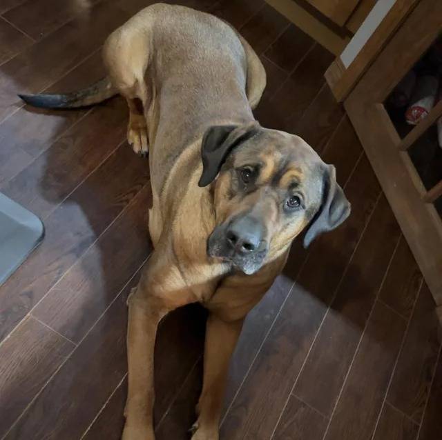 Un Mastiff allongé sur un plancher et regardant vers la caméra 