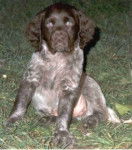 Petit Epagneul de M&uuml;nster - Petit &Eacute;pagneul de M&uuml;nster