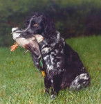 Grand Epagneul de Münster - Grand Épagneul de Münster