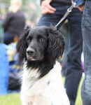 Photo Grand Épagneul de Münster