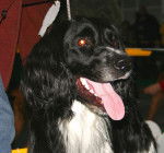 Photo Grand Épagneul de Münster