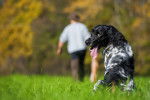 Photo Grand Épagneul de Münster