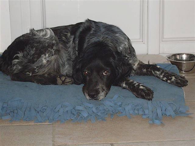 Photo de Münsterländer : Mirka 14 ans 1/2 - Grand Épagneul de Münster (14 ans et demi)