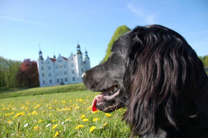 Photo Grand épagneul de Münster