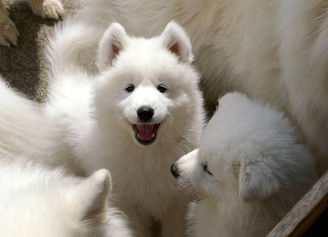 Une portée de chiots Esquimaux Américains