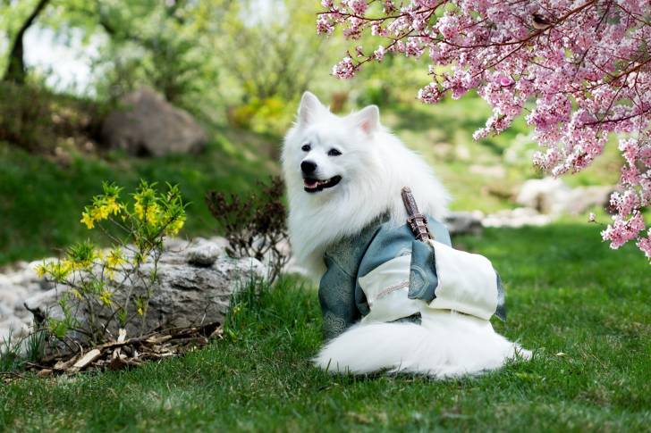 Un Esquimau Américain assis dans un jardin
