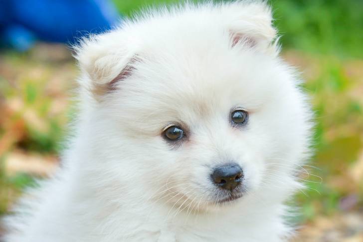 Un chiot Esquimau Américain